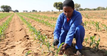 agricultue