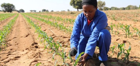 agricultue